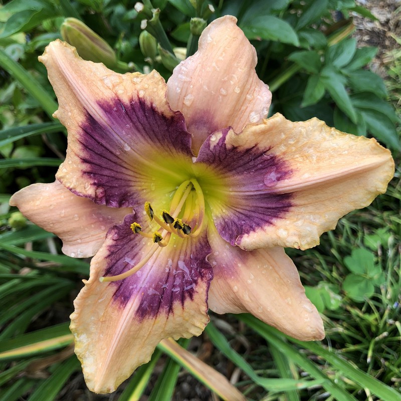 Picture of this variety daylily flowers