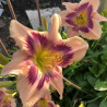 Daylily Paper Butterfly