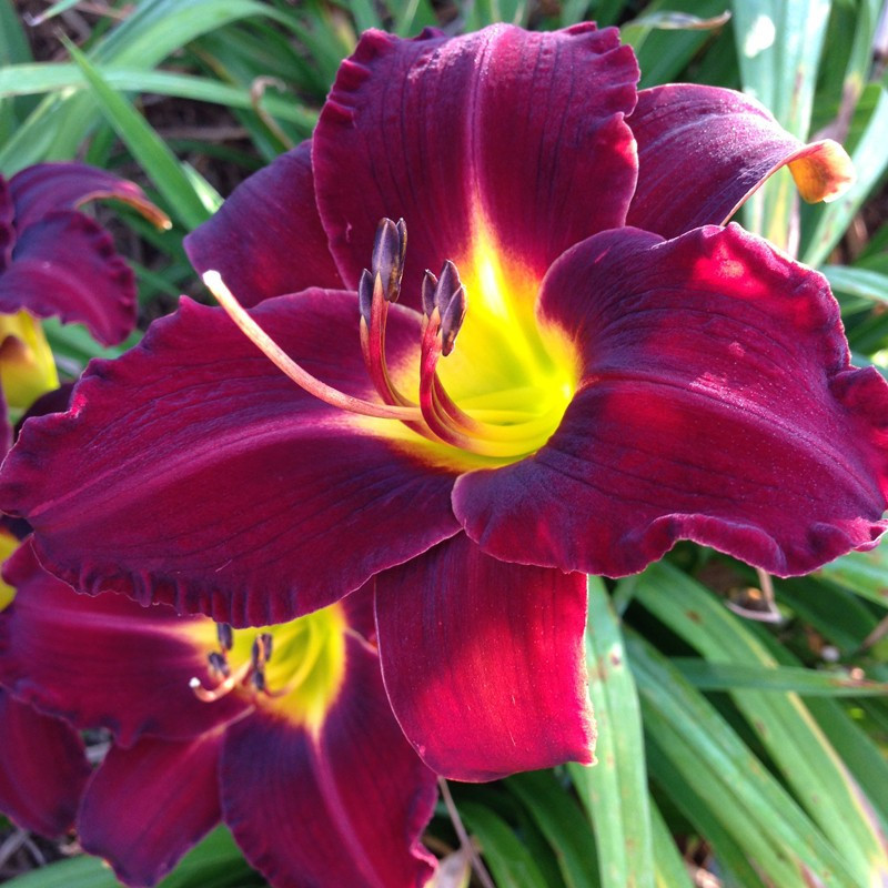 Picture of this variety daylily flowers