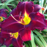 Picture of this variety daylily flowers