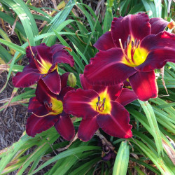 Picture of this variety daylily flowers