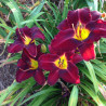 Picture of this variety daylily flowers