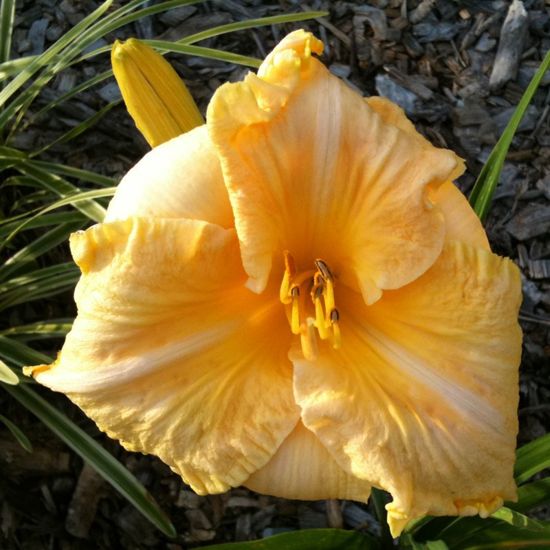 Picture of this variety daylily flowers