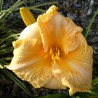 Picture of this variety daylily flowers