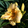Picture of this variety daylily flowers