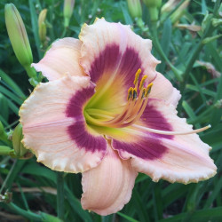 Picture of this variety daylily flower