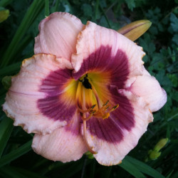Picture of this variety daylily flower
