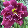 Picture of this variety daylily flower