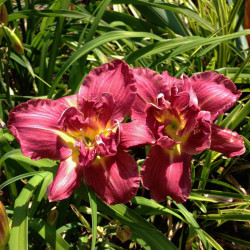 Picture of this variety daylily flower