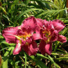 Picture of this variety daylily flower