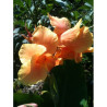 picture of Canna Tropical Sunrise Flower