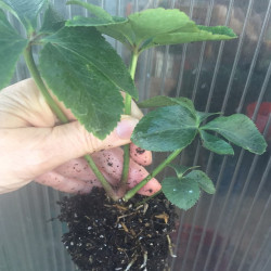 sample quart plant