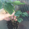 sample quart plant